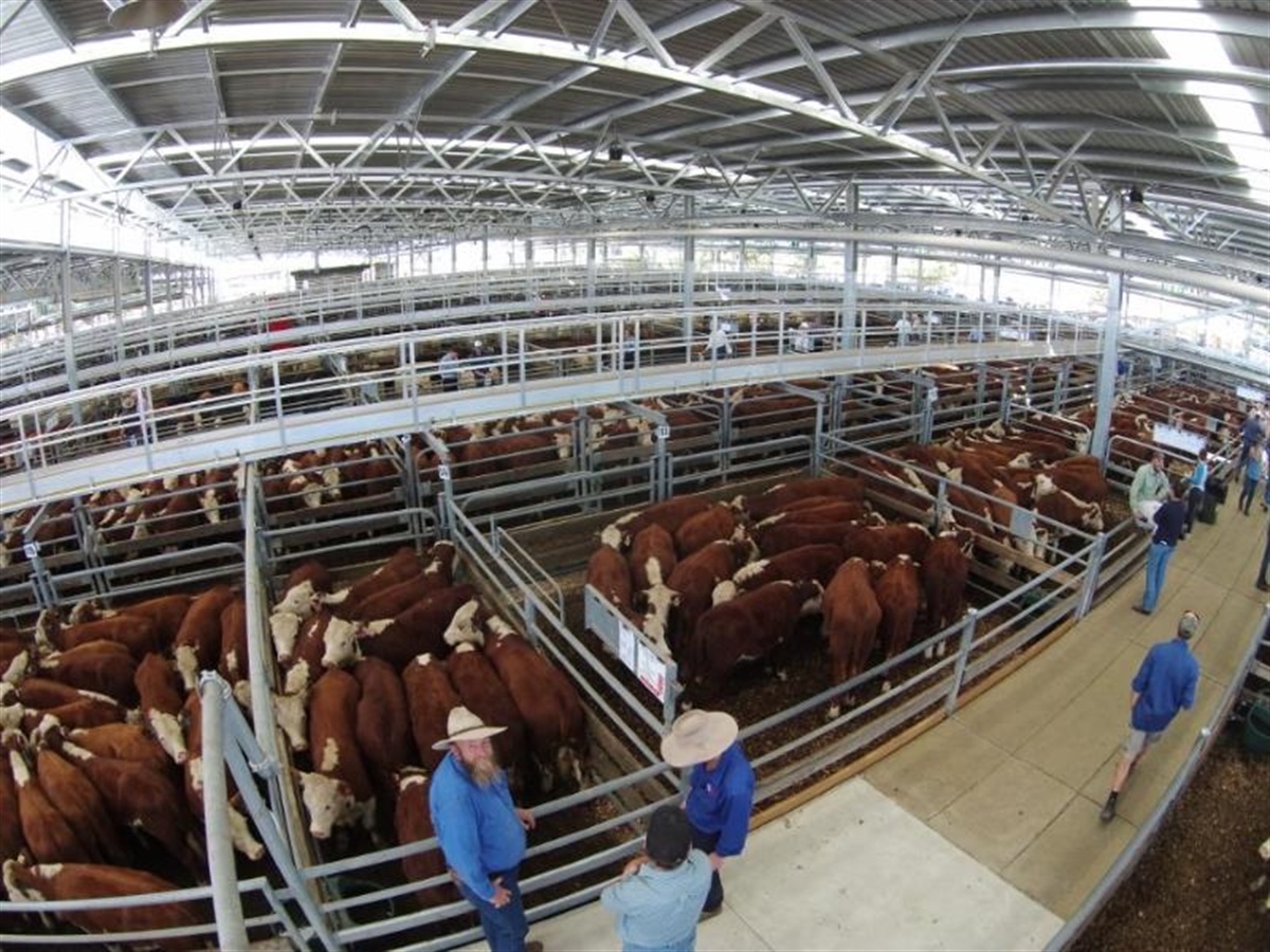 livestock-exchange-rural-city-of-wangaratta